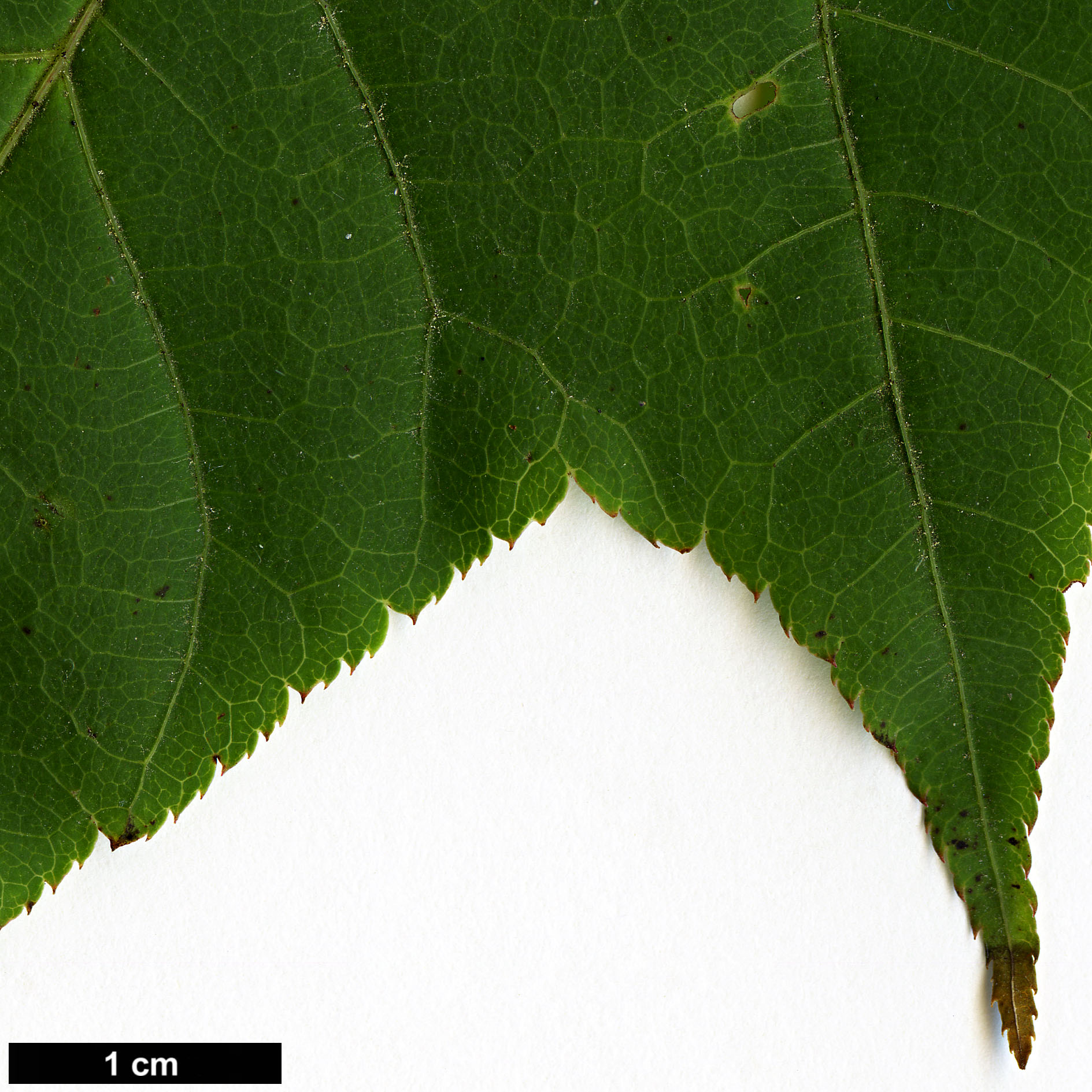 High resolution image: Family: Sapindaceae - Genus: Acer - Taxon: forrestii